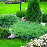 Jak používat jehličnany v krajinářském designu?